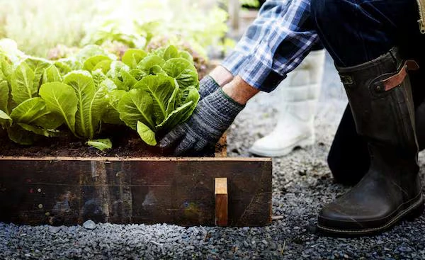 Make sure your green fingers don't develop red joints