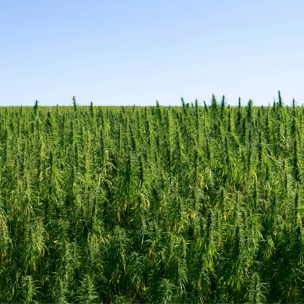 Hemp cultivation